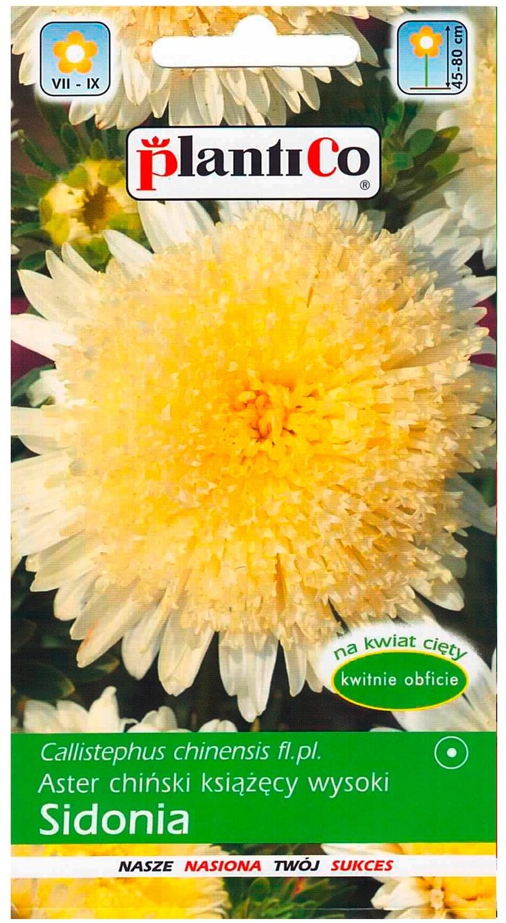 Plantico Aster Sidonia żółty