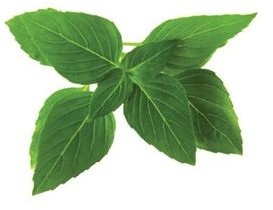 Click & Grow Kapsułki roślinne Click &amp Grow Pods Thai Basil Bazylia tajska ThaiBasil