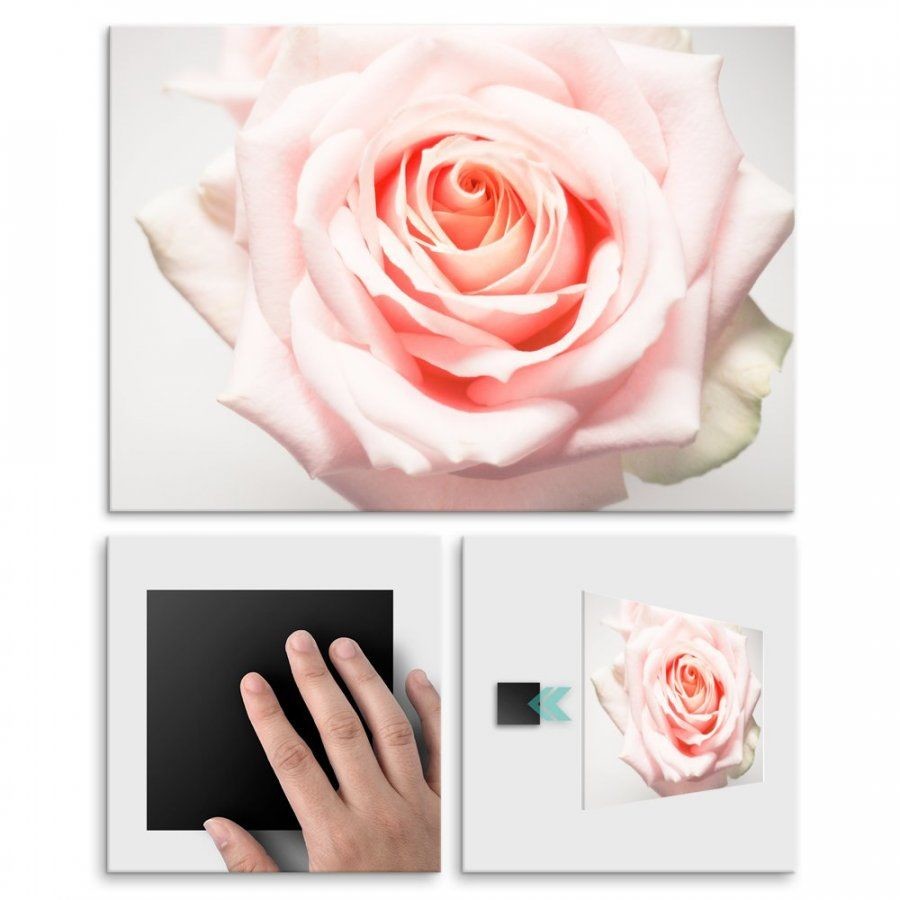 Pix4home Plakat metalowy kwiat róży L POS-L-01459