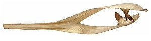 Europalms Europalms Palm Sing, dried, gold, Suszony liść 83502362