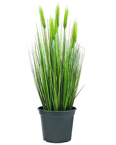Europalms Euro Palms 82505866 pszenicy wczesnych letnich, 60 cm 82505866