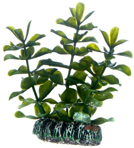Hobby bacopa, 7 cm