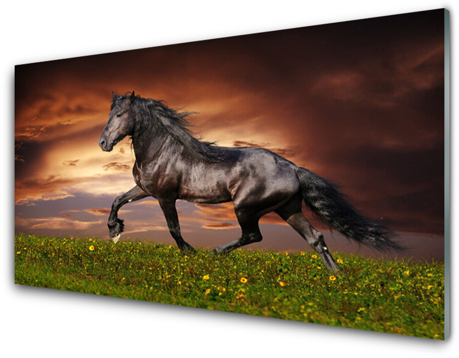 Tulup.pl Panel Kuchenny Czarny Koń Łąka Zwierzęta 125x50cm