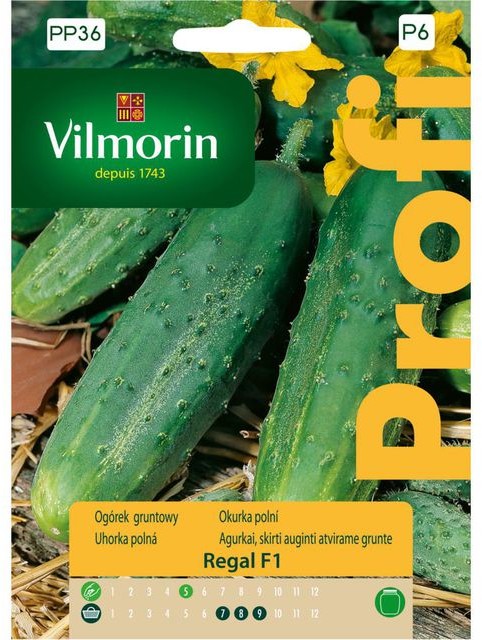 Vilmorin Ogórek gruntowy REGAL
