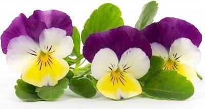 Veritable Veritable wkład nasienny Lingot - bratki VE-0068573