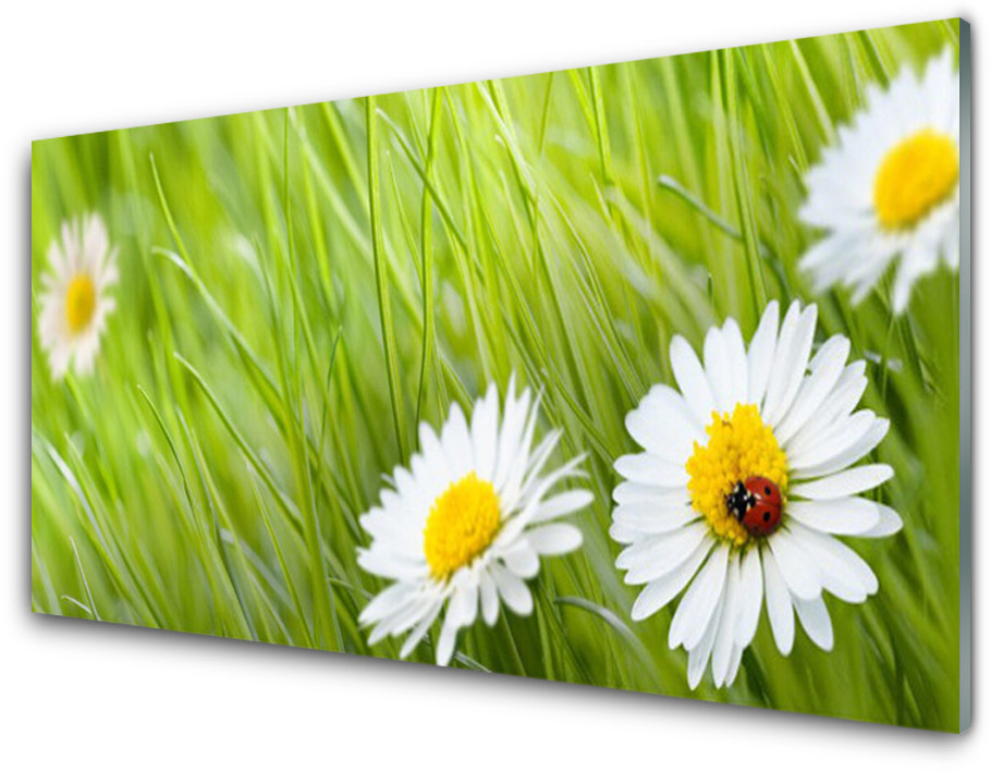 Tulup.pl Panel Kuchenny Trawa Stokrotki Natura 100x50cm