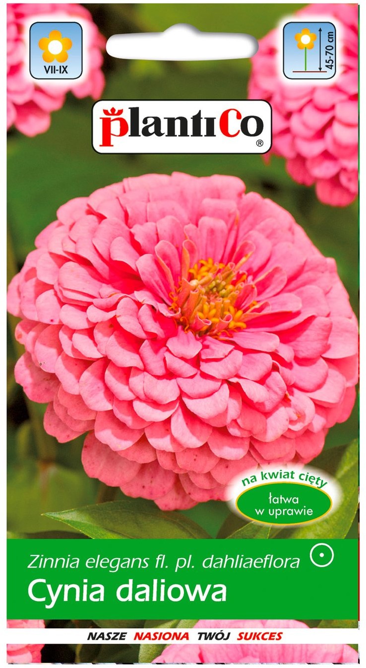 Plantico Cynia wytworna Daliowa amarantowo różowa