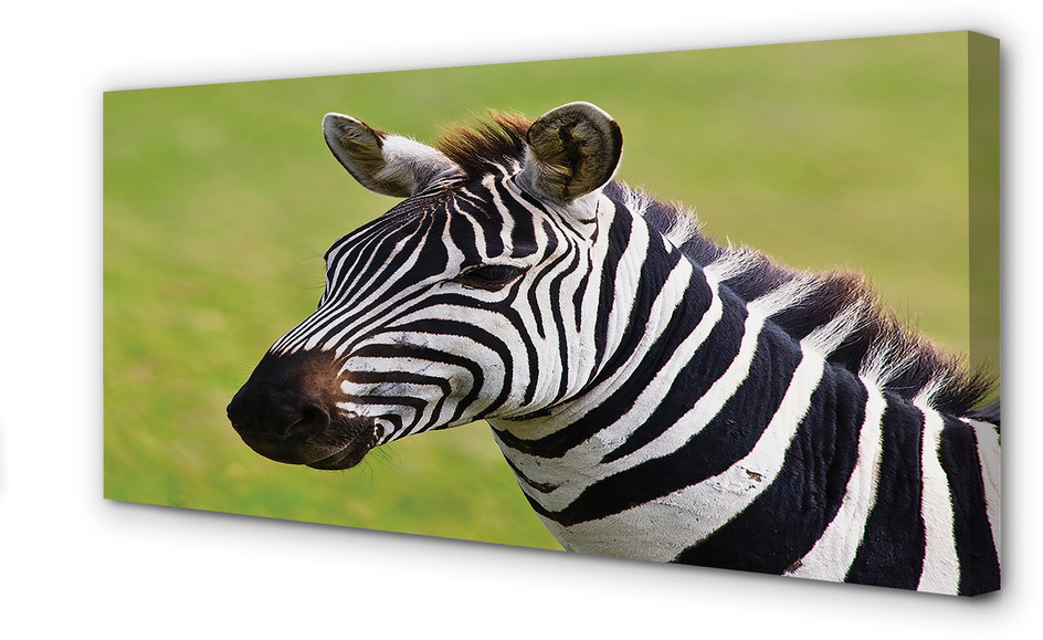 PL Tulup Obrazy na płótnie Zebra 100x50cm