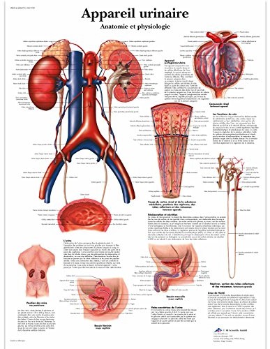 3B Scientific anatomiczne krojenia VR2514UU