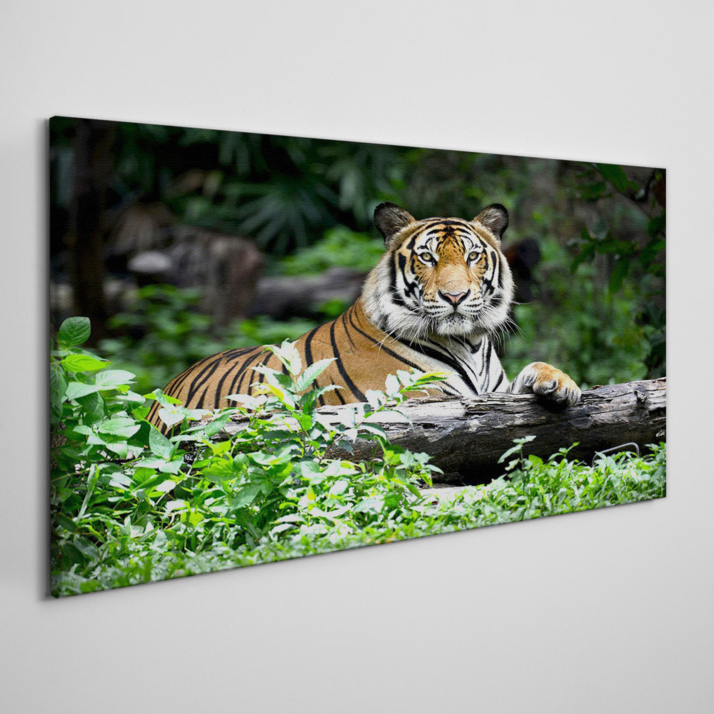PL Coloray Obraz na Płótnie las zwierzę kot tygrys 100x50cm