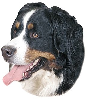 Nobby 93262 naklejka Berner psie pies