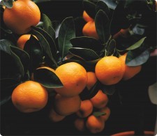 Kuba Grafik Szkło na płytę indukcyjną - Pomarańcze 01 KG-_omuigahlco-erwan-hesry0076