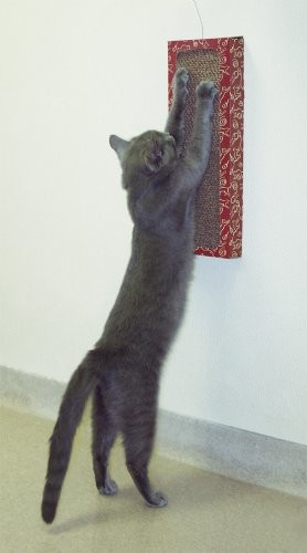 Cat Dancer Products CAT Dancer produkty kot na ścianę odporny na zadrapania drzewo kot do zabawy