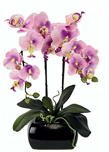 Flair Flower orchidea w doniczce