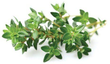 Click&Grow Kapsułki z nasionami Smart Soil 3 szt. tymianek 4742793007373