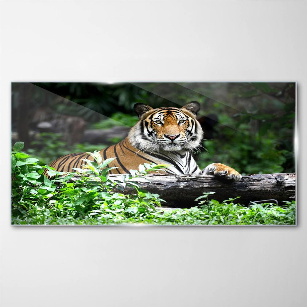 PL Coloray Obraz Szklany las zwierzę kot tygrys 120x60cm