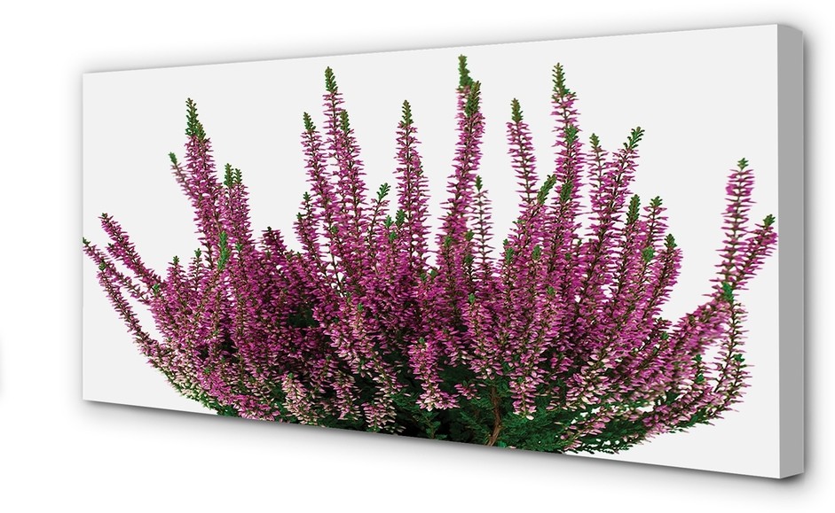 PL Tulup Obrazy na płótnie Wrzosy 140x70cm