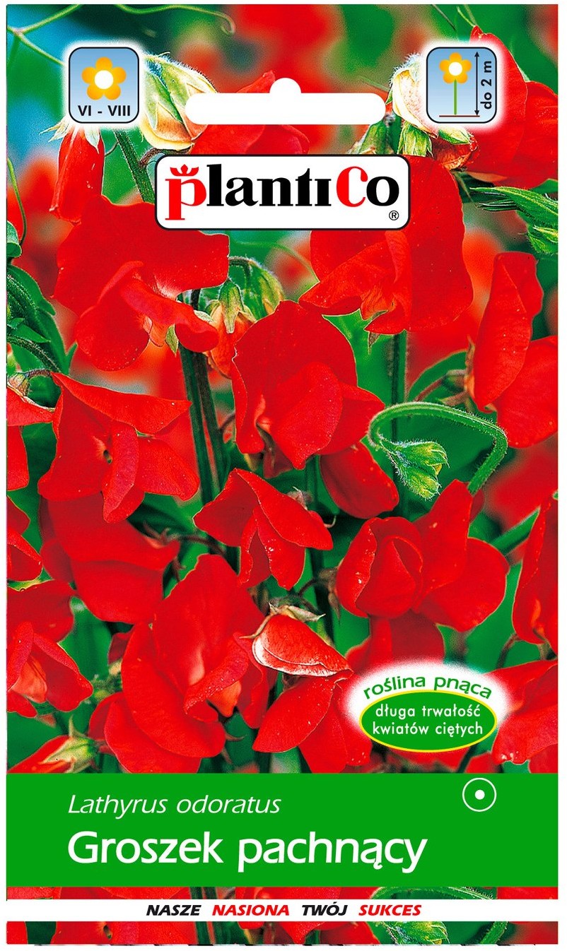 Plantico Groszek pachnący czerwony