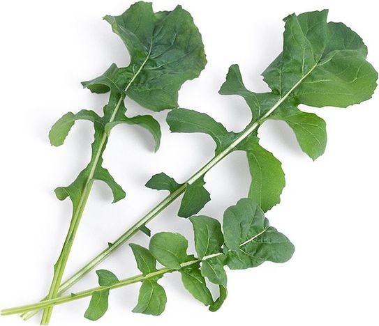 Veritable Wkład nasienny Lingot warzywa liściowe rukola VLIN-J10-Roq02E