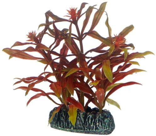 Hobby nesaea, 7 cm