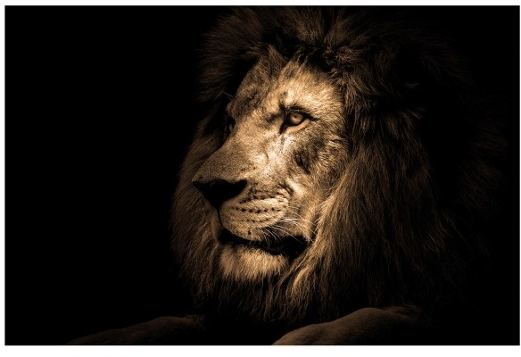 Obraz Glasspik Lion 70 x 100 cm GL AN 70X100 GL247