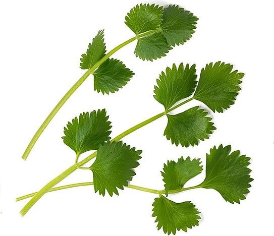 Veritable Wkład nasienny Lingot zioła nietypowe biedrzeniec anyż VLIN-O10-Ani045