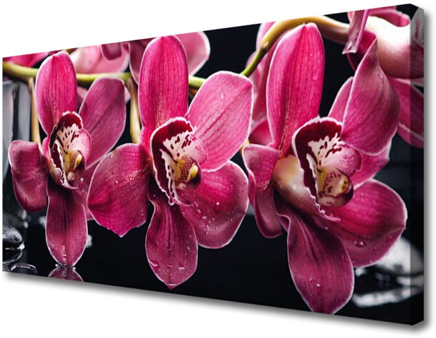 PL Tulup Obraz Canvas Kwiaty Orchidea Pędy Natura 100x50cm