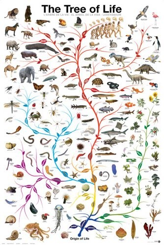 empireposter Educational Tree of Life + artykuły dodatkowe 648921
