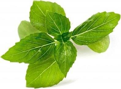 Veritable Veritable wkład nasienny Lingot - bazylia cynamonowa VE-0068556