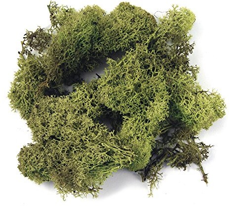 RAYHER HOBBY Rayher islandmoos, worek 1 kg, 35 x 21 x 14 cm 8500311