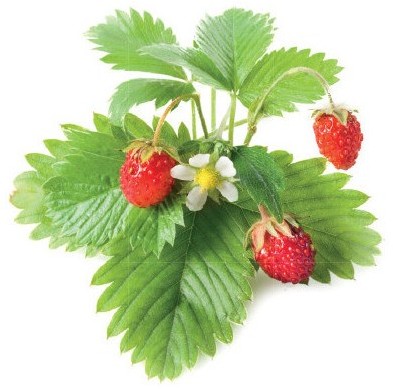 Click&Grow Kapsułki z nasionami Smart Soil 3 szt. truskawki 4742793007410