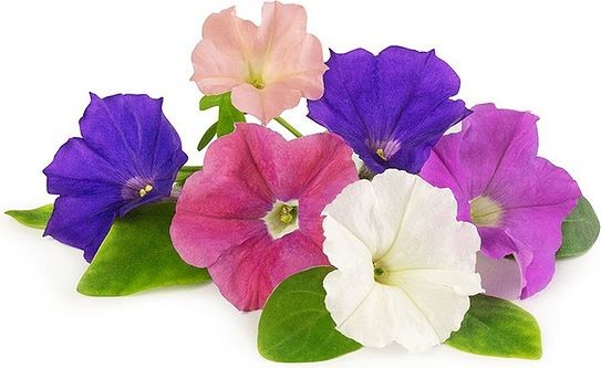 Wkład nasienny Lingot kwiaty jadalne petunia VLIN-F5-Pet02A