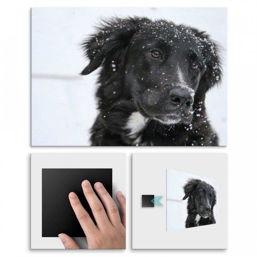 Pix4home Plakat metalowy psie piękno zimą L POS-L-01742