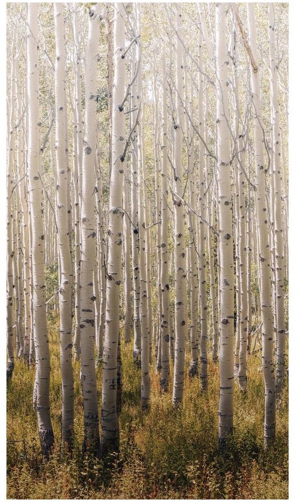 Tapeta panoramiczna Birch Tree A42601 las 159 x 280 cm