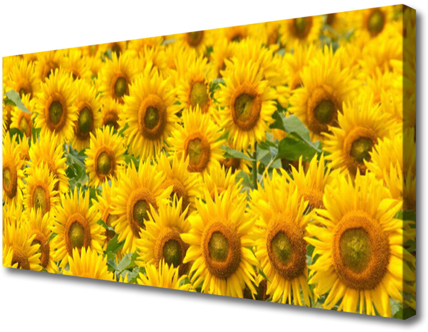 PL Tulup Obraz na Płótnie Słonecznik Roślina Przyroda 125x50cm