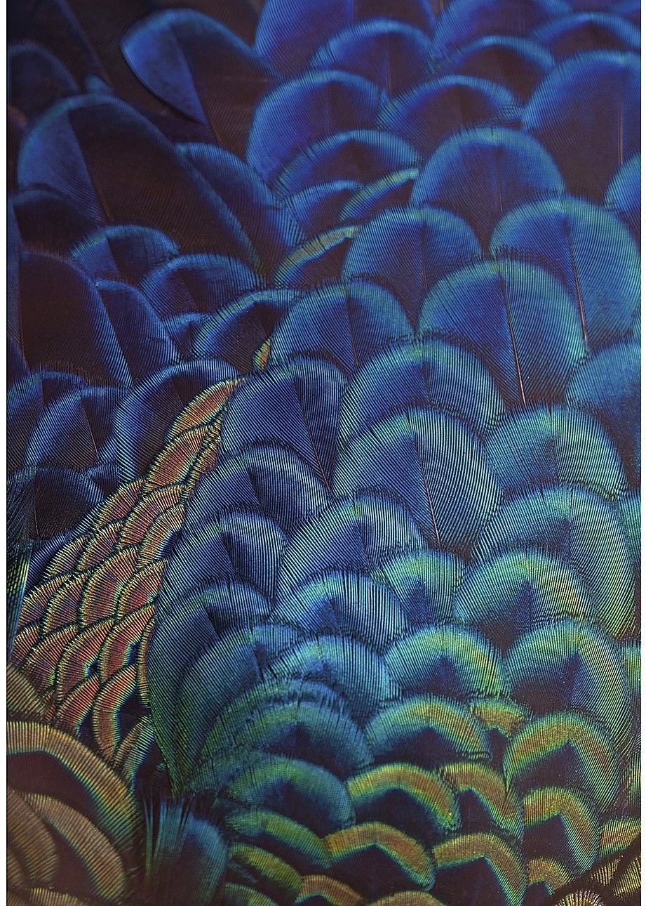 Dekoria Obraz na płótnie Multicolor Feathers 35 x 50 cm 188-000-18