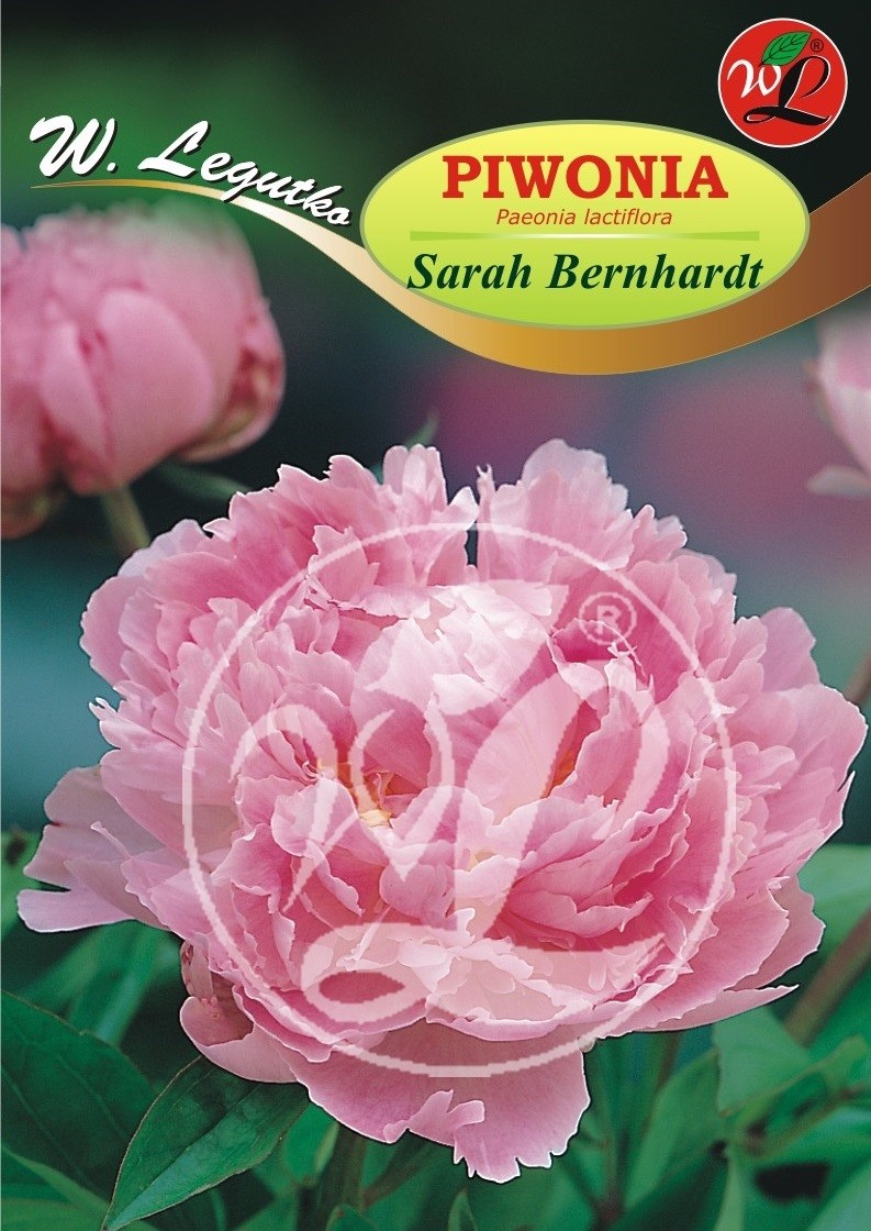 Legutko Piwonia Sarah Bernhardt 1szt