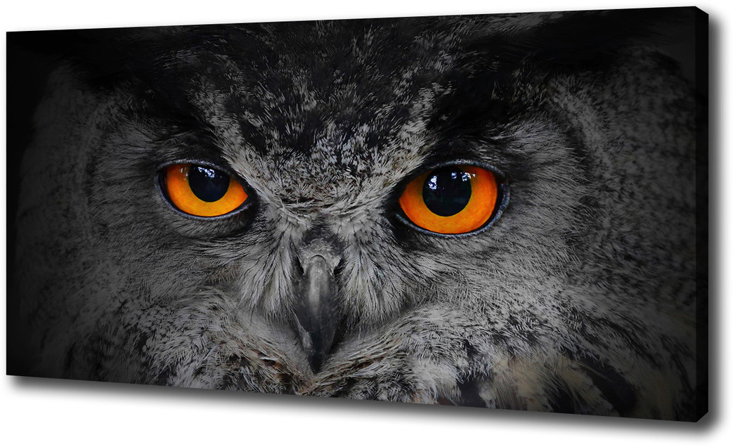 Foto obraz canvas Diabelskie oczy sowy