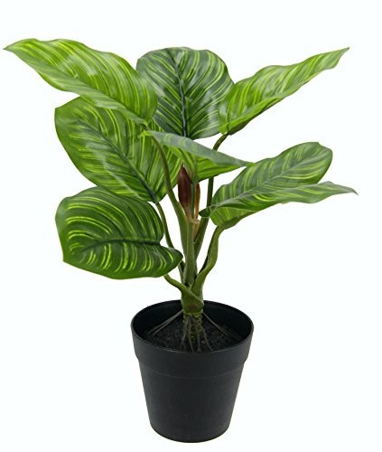 Flair Flower maranthus roślin w doniczce 151428GN