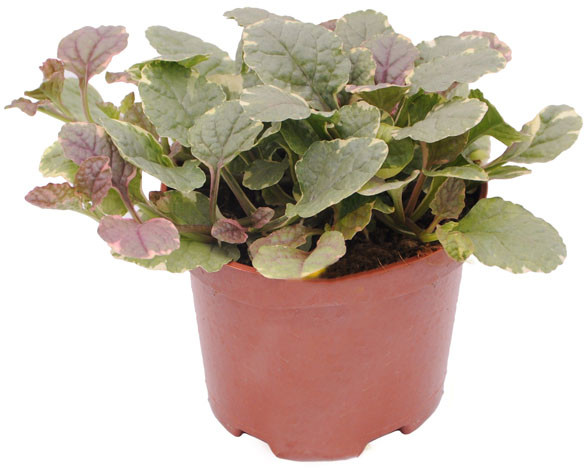 Ajuga don 12 cm