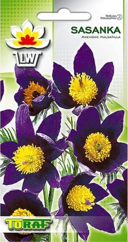 Toraf KWIATY Sasanka fioletowa nasiona 0,2g 00472