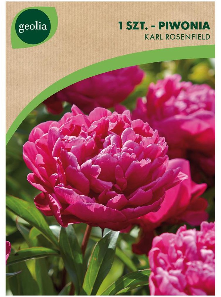 GEOLIA Piwonia KARL ROSENFIELD 1 szt. cebulki kwiatów GEOLIA