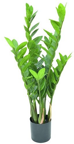 Europalms Euro Palms 82600153 zamiolistny Kaktus, wysokość 70 cm 82600153