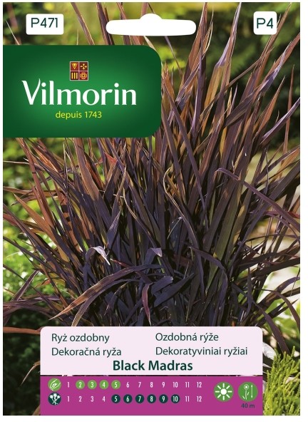 Vilmorin Nasiona ryż ozdobny Black Madras