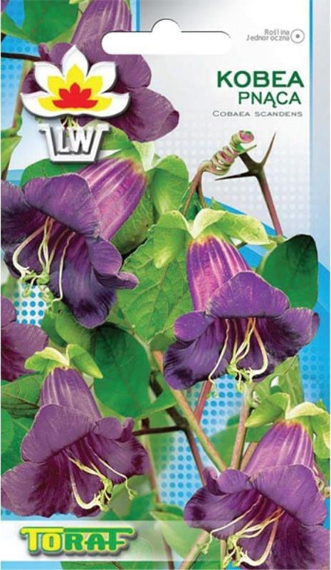 Toraf KWIATY Kobea pnąca fioletowa nasiona 6szt 00414