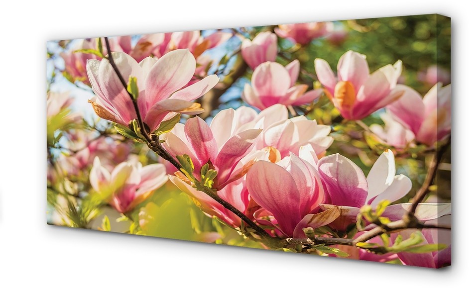 PL Tulup Obrazy na płótnie Różowa magnolia 100x50cm