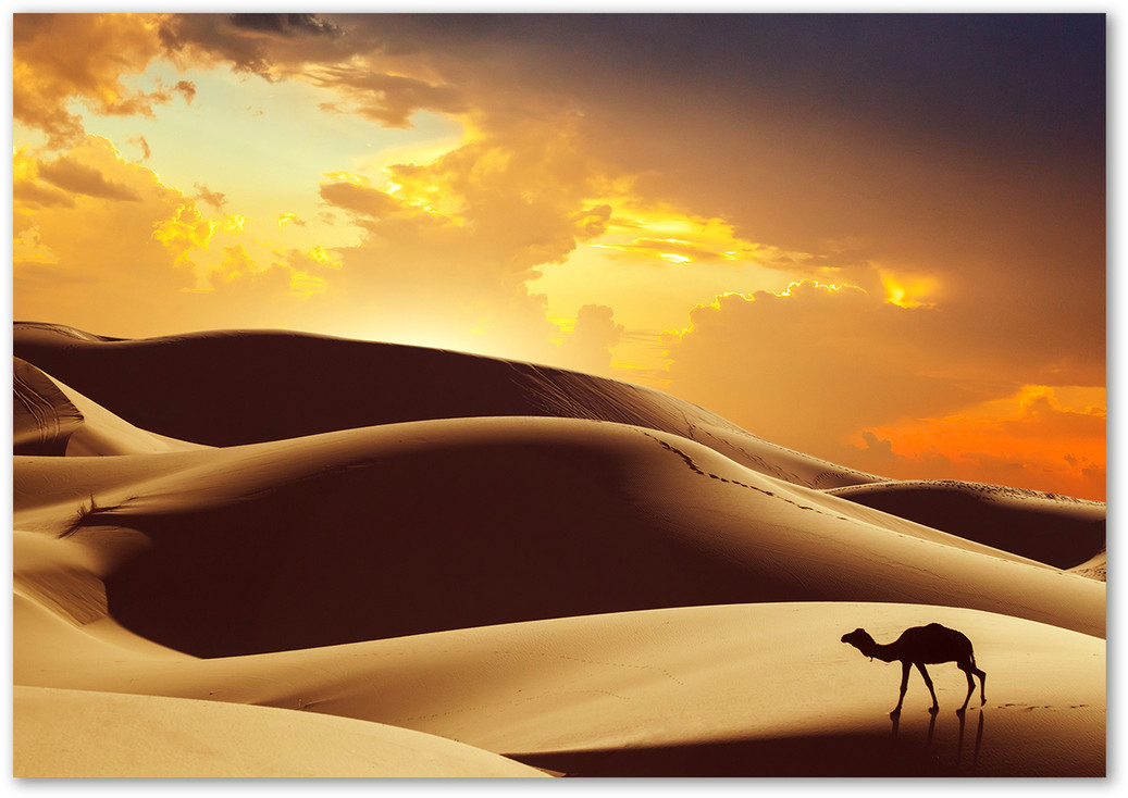 Foto obraz szkło akryl Wielbłąd Sahara