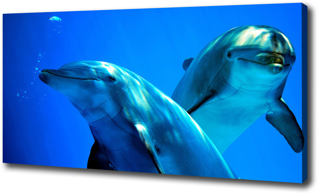 Foto obraz canvas Dwa delfiny