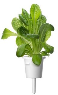 Click & Grow Kapsułki roślinne Click &amp Grow Pods Romaine Lettuce Sałata rzymska RomaineLettuce