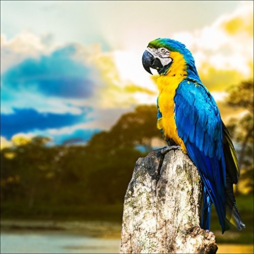 Pro-Art-Bilderpalette Pro-Art g1813 a obraz na ścianę wydruk Giclée 'para keet i' 30 x 30 cm, kolorowy, 50 x 50 cm g1813b